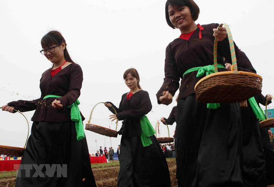 Jóvenes campesinas siembran granos en los surcos, con el deseo de una abundante cosecha. (Fuente: VNA)
