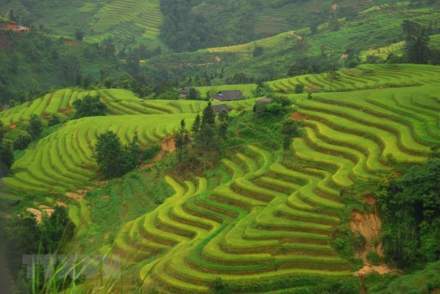 Las terrazas arrozales en Hoang Su Phi es conocido como patrimonio nacional. Foto: VNA) 