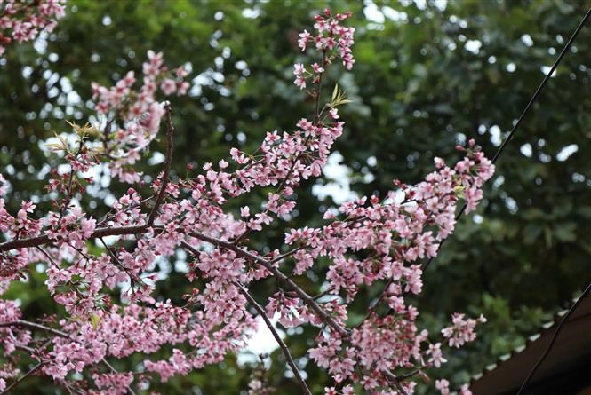 En los pobladores de etnia Mong en la región montañosa del norte vietnamita en general y en la provincia de Dien Bien en particular, la floración de las plantas de durazno da señales de la llegada de la primavera (Fuente: VNA)
