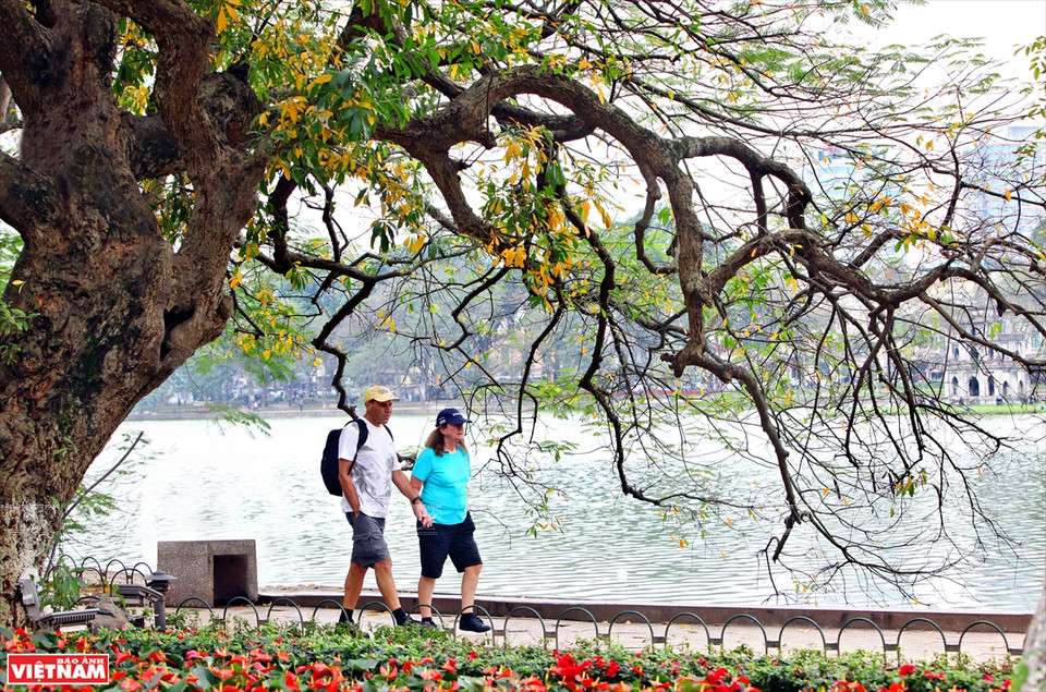 Si Japón y Corea del Sur atraen a turistas por los colores de las hojas de arce rojo y las flores de cerezo, en la primavera, Hanoi seduce a los viajeros por sus colores de hojas de diferentes plantas. (Foto: VNA)