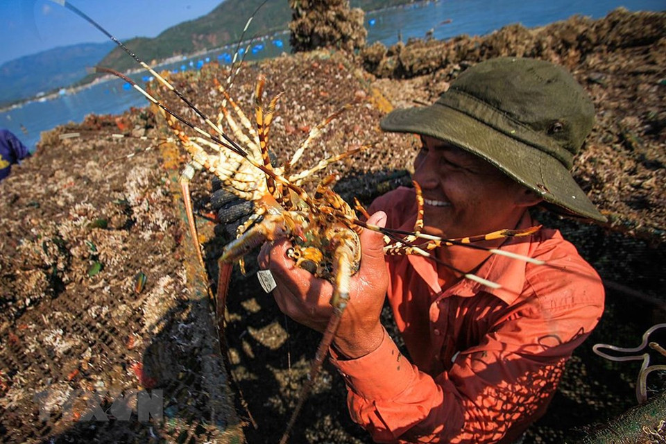 Los acuicultores en el golfo Xuan Dai en la temporada de cosecha. (Fuente: VNA)