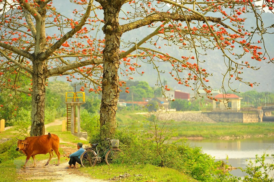 La floración de Bambax ceiba es el signo del culmino de la estación del frío en el norte de Vietnam. (Fuente: VNA)