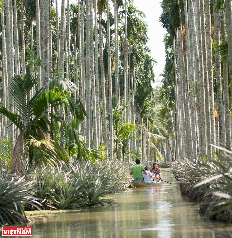 Sistema de zanja de agua entre las plantas de cocos y arecas crea un paisaje especial en Tac Cau. (Fuente: VNA)