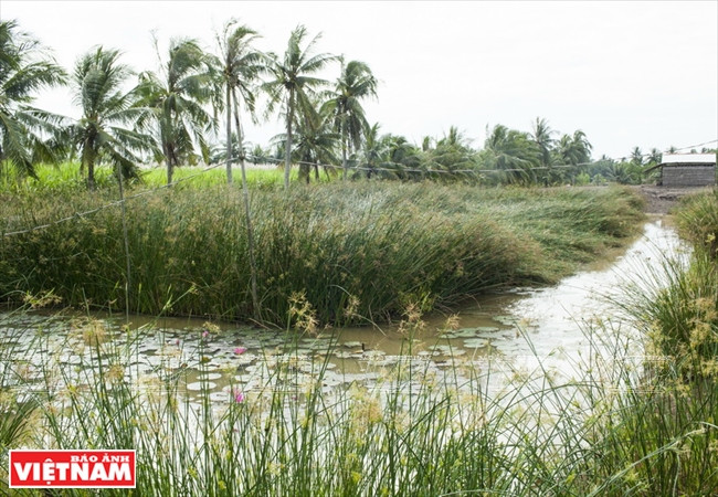 Campo de espartos en Ca Hom, materias para la fabricación de esteras. Fuente: VNA