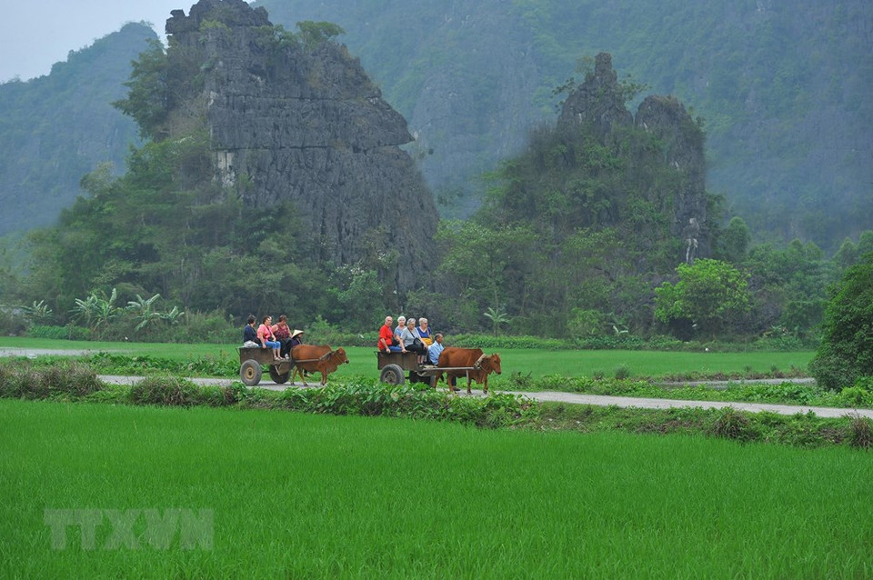 Lo más impresionante de Tam Coc es los arrozales cuando están en su máximo esplendor, con un color verde brillante con tonos amarillos, que terminan en el comienzo de los acantilados de las formaciones rocosas. (Fuente: VNA)
