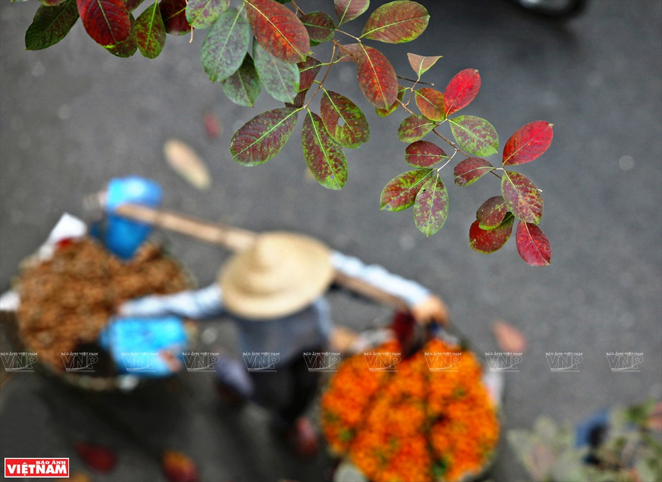 Si Japón y Corea del Sur atraen a turistas por los colores de las hojas de arce rojo y las flores de cerezo, en la primavera, Hanoi seduce a los viajeros por sus colores de hojas de diferentes plantas. (Foto: VNA)
