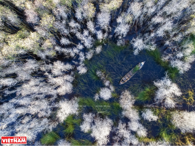 Entre bosques de melaleuca (Fuente: VNA)