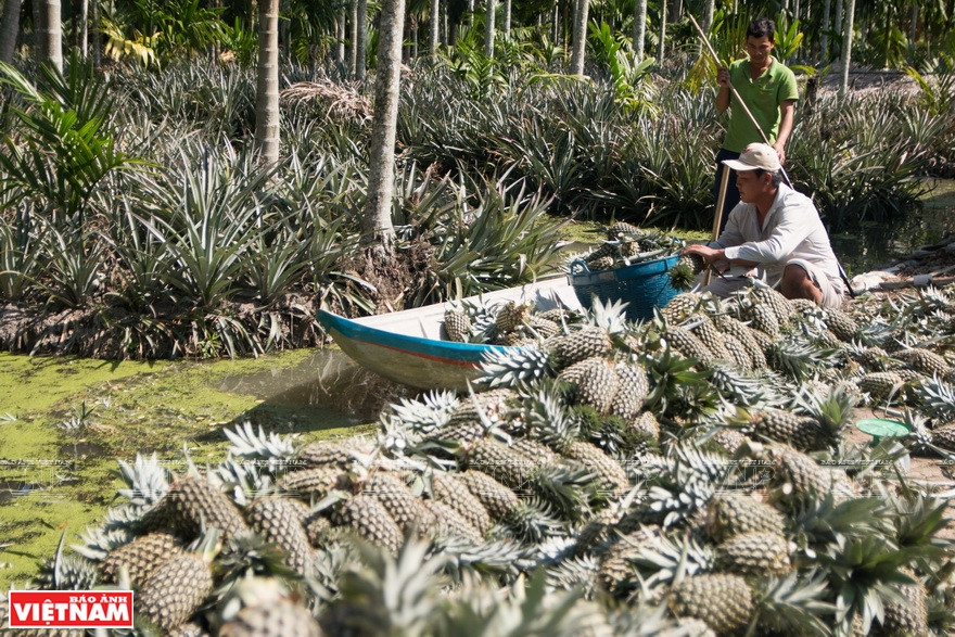 Cosecha de ananás. (Fuente: VNA)