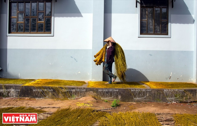 La aldea de Ca Hom dispone de 450 familias dedicadas al oficio de esteras. Fuente: VNA