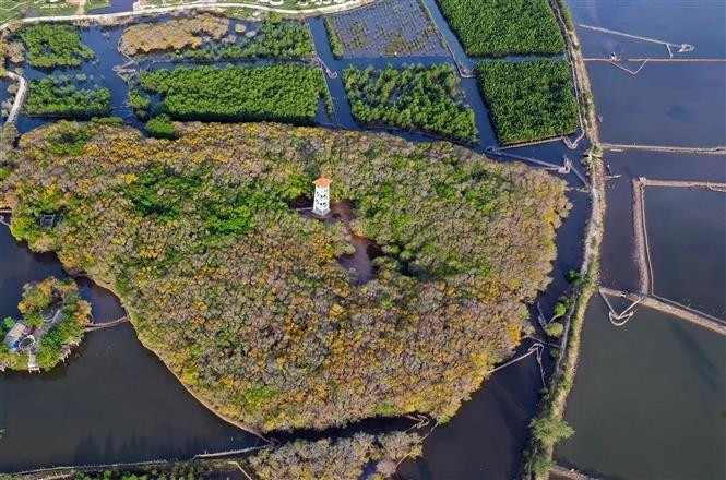 Sus funciones incluyen prevenir la salinidad y proteger los recursos acuáticos (Foto: VNA)