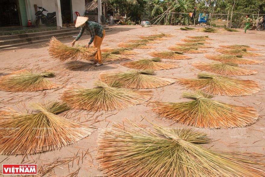 Después de ser recolectadas, las hojas de juncia gris se secan bajo el sol (Foto: VNA)
