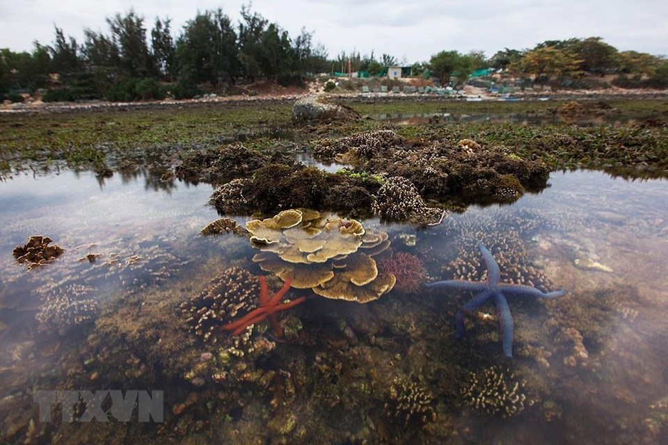 En la tarde con el marea baja, los arrecifes de coral aparecen en la superficie del agua. (Fuente: VNA)