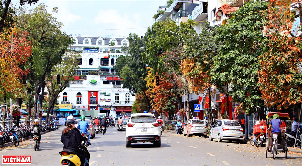 Si Japón y Corea del Sur atraen a turistas por los colores de las hojas de arce rojo y las flores de cerezo, en la primavera, Hanoi seduce a los viajeros por sus colores de hojas de diferentes plantas. (Foto: VNA)
