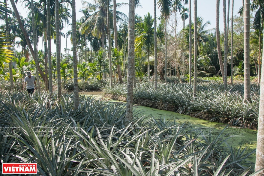 Plantación de ananás en Tac Cau. (Fuente: VNA)
