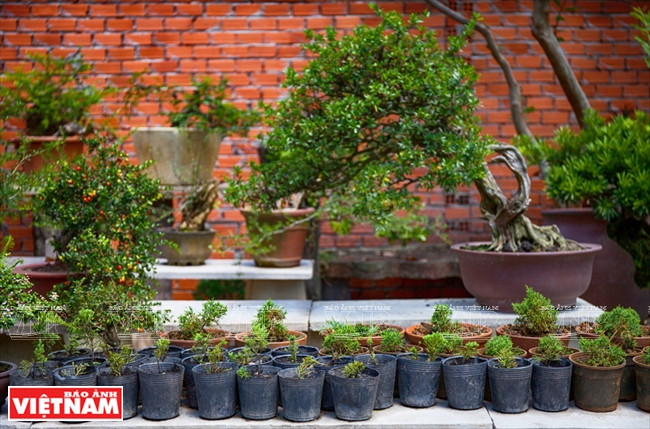 Los árboles son de diversas especies, incluyendo Shimpaku Juniper, Wrightia religiosa, Antidesma acidum y Casuarina. (Fuente: VNA)