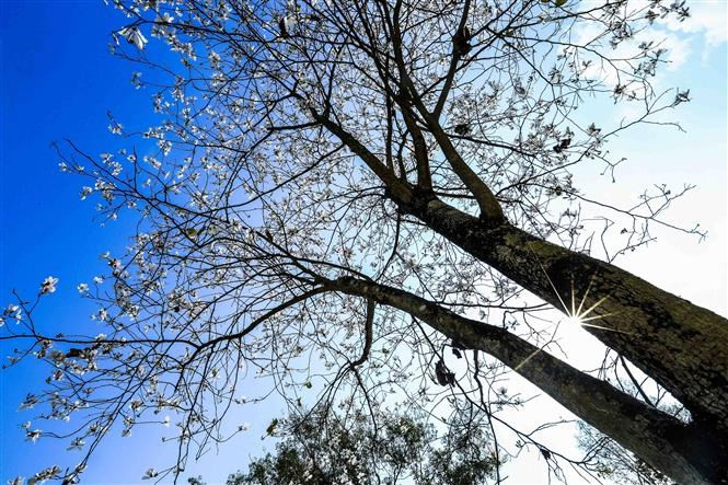 Ban ha entrado en la vida espiritual y cultural de los Thai. (Foto: VNA)