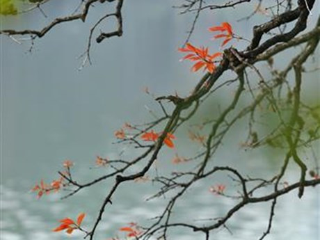 El lagerstroemia es conocido como Bang Lang en el idioma vietnamita. (Foto: VNA)