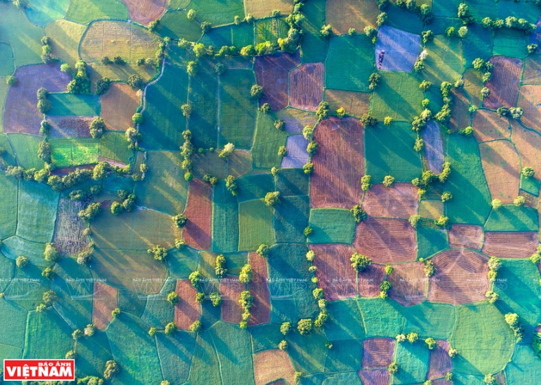 Horas tempranas en el campo de Ta Pa, en la provincia sureña de An Giang (Fuente: VNA)