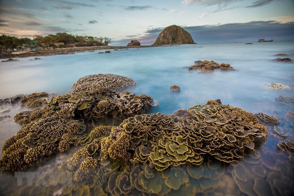 La belleza del arrecife de coral de 150 m de largo en Phu Yen. (Fuente: VNA)