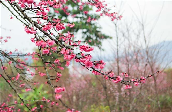 Unos mil cerezos de origen japonés se encuentran en Pa Kho (Fuente: VNA)
