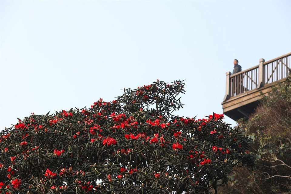 Fansipan es conocido como "el techo de Indochina", siendo reconocido como uno de los muy pocos lugares ecoturísticos de Vietnam, con más de dos mil variedades de flora y unos 300 especies de fauna.