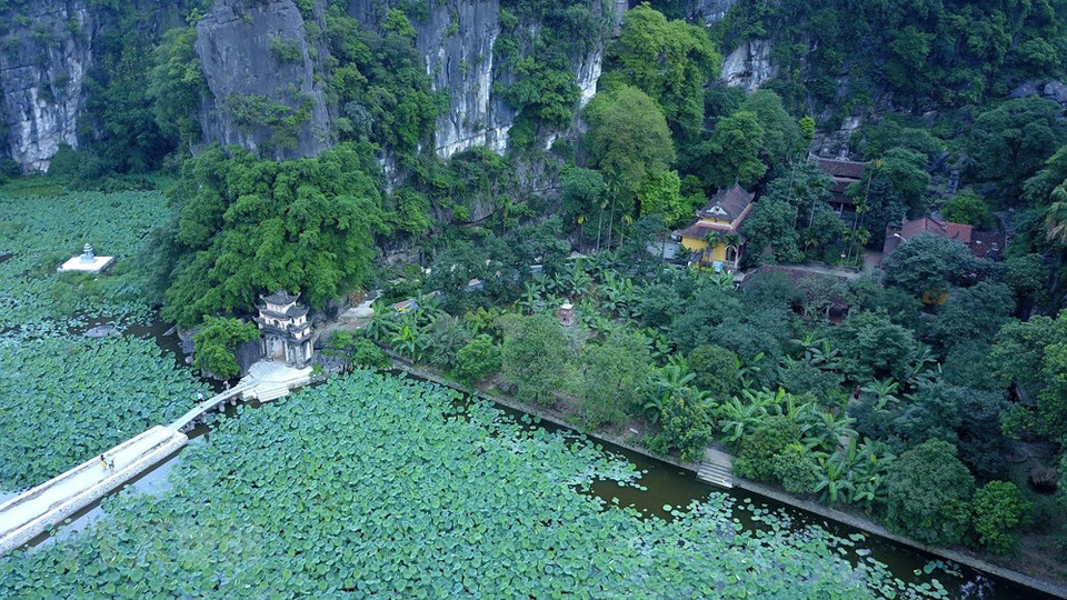 La temporada de floración de lotos en Ninh Binh atrae a numerosos turistas. (Foto: VNA)