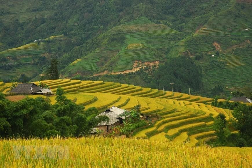 Las terrazas arrozales en Hoang Su Phi es conocido como patrimonio nacional. Foto: VNA) 