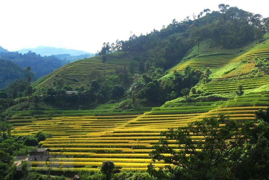 Las terrazas arrozales en Hoang Su Phi es conocido como patrimonio nacional. Foto: VNA) 