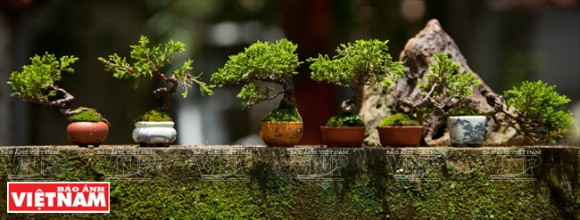 Los estilos básicos de los árboles son vertical formal (chokkan), vertical informal (moyogi), inclinado (shakan), semicascada (han-kengai), y cascada (Kengai). (Fuente: VNA)