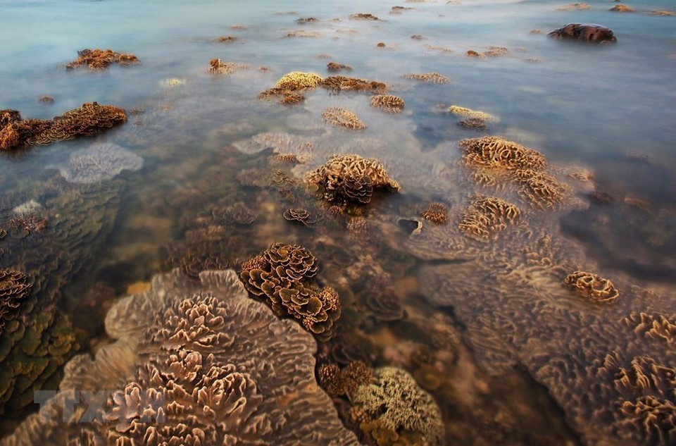 En la tarde con el marea baja, los arrecifes de coral aparecen en la superficie del agua. (Fuente: VNA)