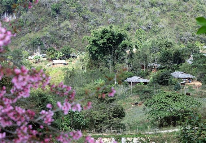 En los pobladores de etnia Mong en la región montañosa del norte vietnamita en general y en la provincia de Dien Bien en particular, la floración de las plantas de durazno da señales de la llegada de la primavera (Fuente: VNA)