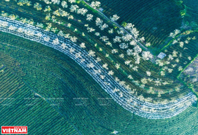 Primavera en la colina de té en Moc Chau (Fuente: VNA)