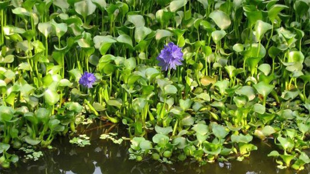 Camalote es una planta acuática disponible en el campo vietnamita (Fuente: Internet)