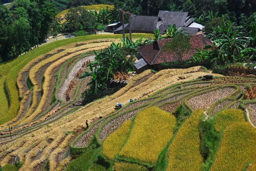 Las terrazas arrozales en Hoang Su Phi es conocido como patrimonio nacional. Foto: VNA) 