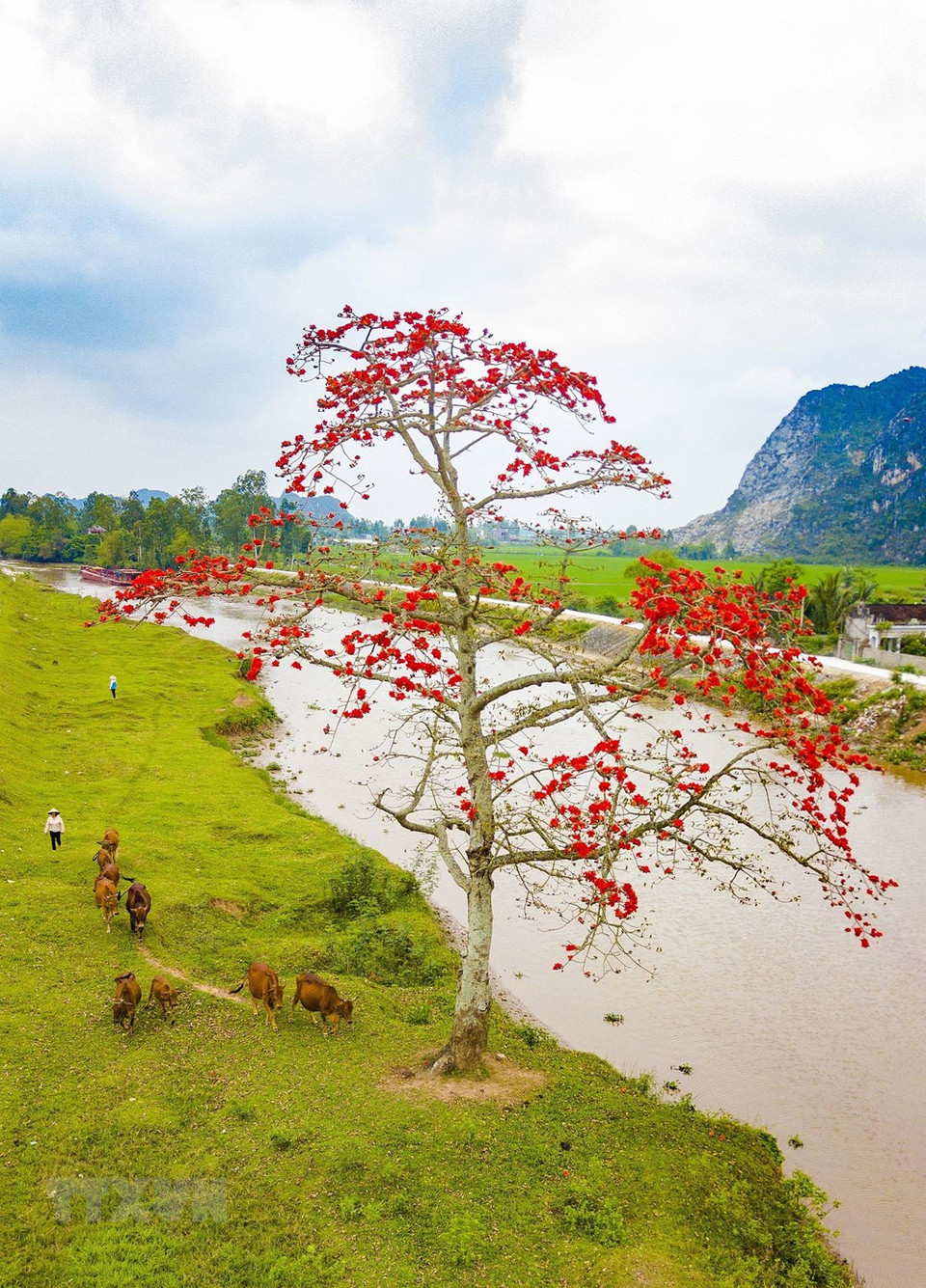 La floración de Bambax ceiba es el signo del culmino de la estación del frío en el norte de Vietnam. (Fuente: VNA)