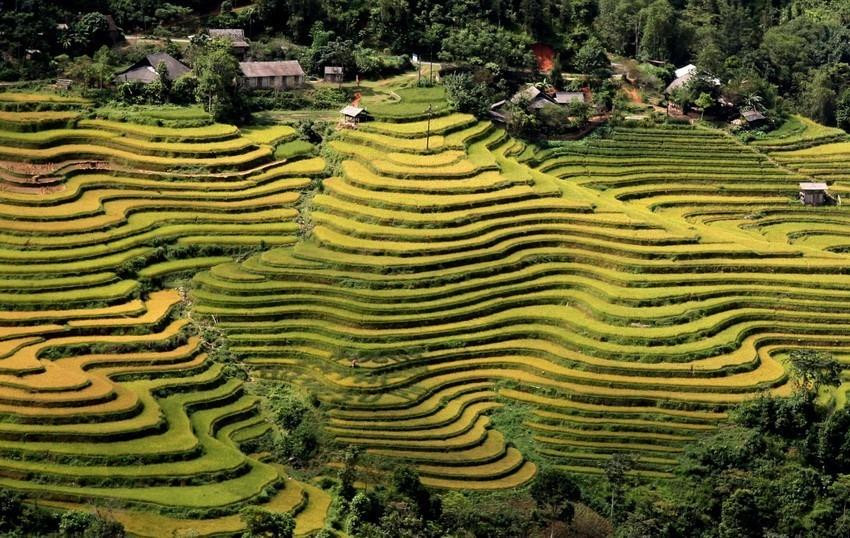 Los campos que se extienden hasta el horizonte aparecen en medio de paisajes naturales idílicos, junto con el fragante aroma de arroz en los nuevos valles que hacen de este lugar un destino ideal para vacacionistas. (Fuente: VNA)