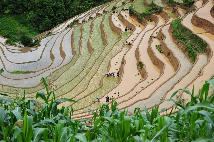 Los campos que se extienden hasta el horizonte aparecen en medio de paisajes naturales idílicos, junto con el fragante aroma de arroz en los nuevos valles que hacen de este lugar un destino ideal para vacacionistas. (Fuente: VNA)