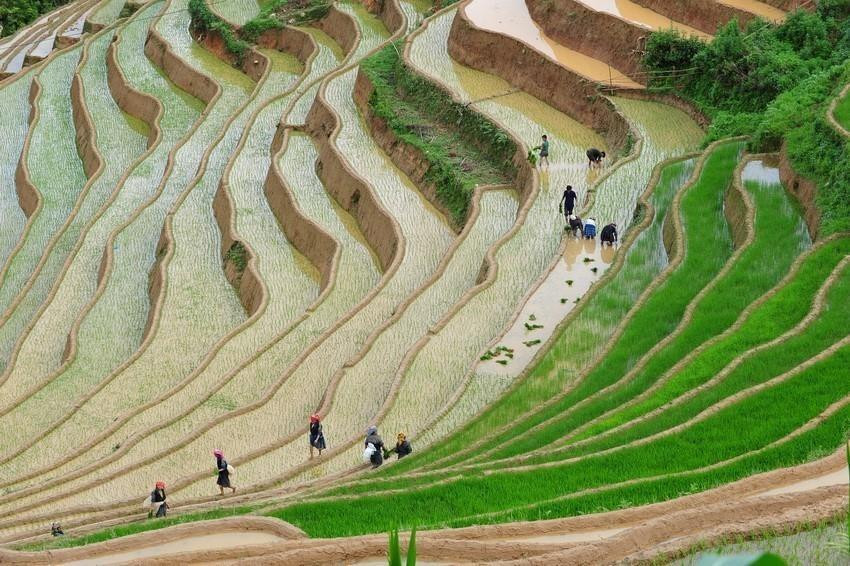Los campos que se extienden hasta el horizonte aparecen en medio de paisajes naturales idílicos, junto con el fragante aroma de arroz en los nuevos valles que hacen de este lugar un destino ideal para vacacionistas. (Fuente: VNA)
