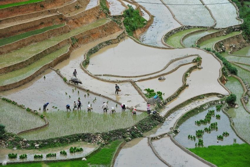 Los campos que se extienden hasta el horizonte aparecen en medio de paisajes naturales idílicos, junto con el fragante aroma de arroz en los nuevos valles que hacen de este lugar un destino ideal para vacacionistas. (Fuente: VNA)