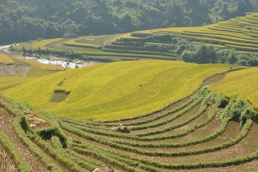 Los campos que se extienden hasta el horizonte aparecen en medio de paisajes naturales idílicos, junto con el fragante aroma de arroz en los nuevos valles que hacen de este lugar un destino ideal para vacacionistas. (Fuente: VNA)