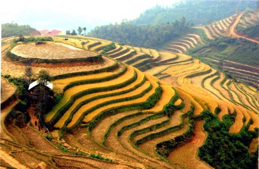 Los campos que se extienden hasta el horizonte aparecen en medio de paisajes naturales idílicos, junto con el fragante aroma de arroz en los nuevos valles que hacen de este lugar un destino ideal para vacacionistas. (Fuente: VNA)