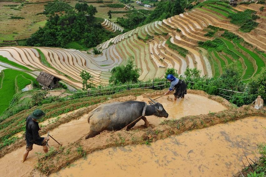 Los campos que se extienden hasta el horizonte aparecen en medio de paisajes naturales idílicos, junto con el fragante aroma de arroz en los nuevos valles que hacen de este lugar un destino ideal para vacacionistas. (Fuente: VNA)