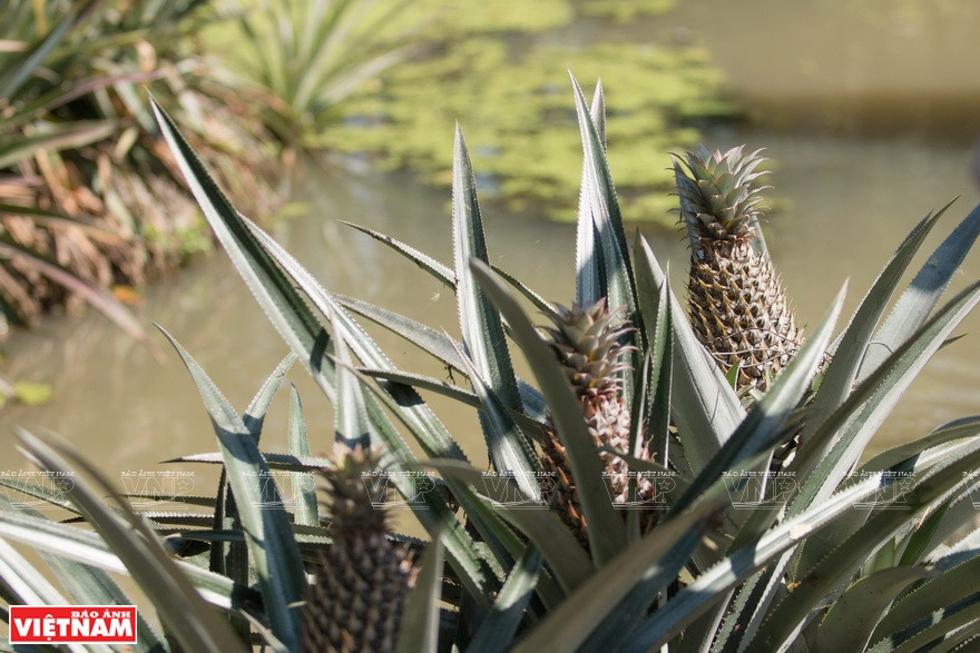 Las tierras fértiles y el agua salobre de Ta Cau crean condiciones favorables para el desarrollo de las plantas de ananás. (Fuente: VNA)