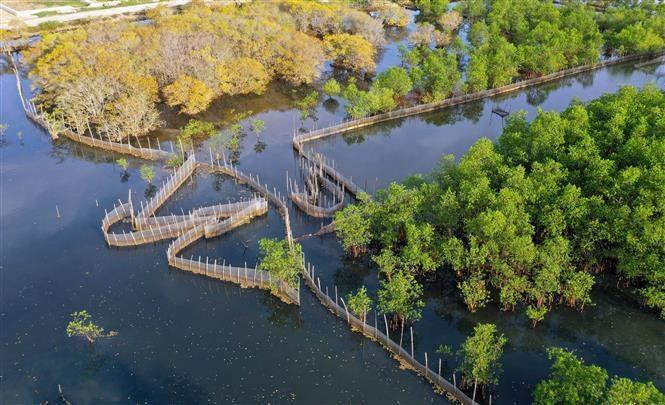 Thua Thien-Hue planea expandir el bosque de cinco hectáreas para reducir el impacto del cambio climático y desarrollar el ecoturismo (Foto: VNA)
