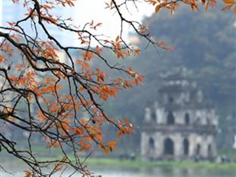 En la primavera, los centenarios árboles de lagerstroemia alrededor del lago Hoan Kiem muestran sus nuevas hojas, creando un escenario romántico en el casco antiguo de Hanoi. (Foto: VNA)