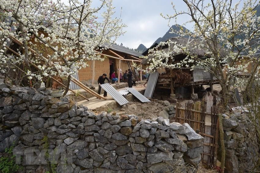 Flores de ciruelo crea una belleza encantadora en las tierras altas. (Foto: VNA)