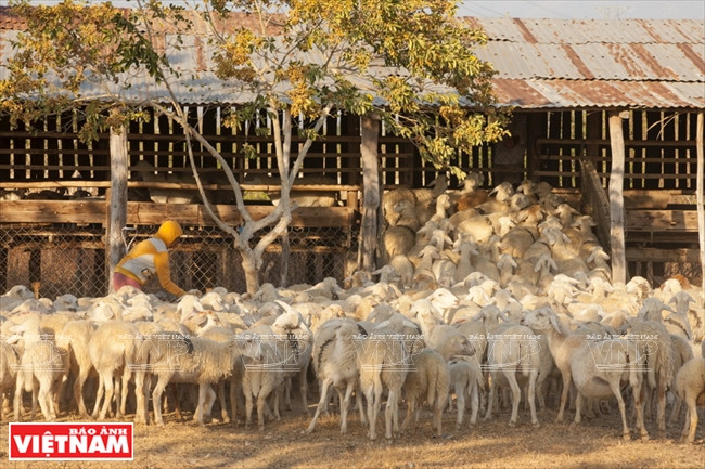 Asegurar suficientes alimentos y agua para las ovejas en la estación seca es un desafío para los locales. Fuente: VNA