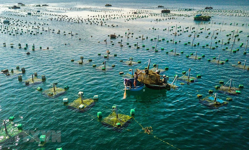 Vista del cultivo de langostas en Hon Yen desde arriba. (Fuente: VNA)