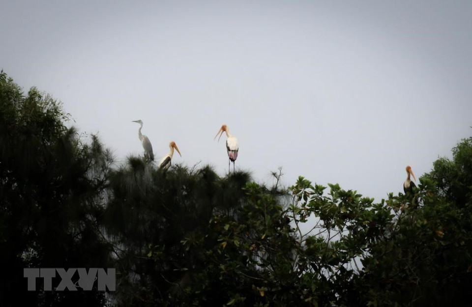 Numerosas especies valiosas están conservando en el Parque de preservación Dong Thap Muoi. (Fuente: VNA)
