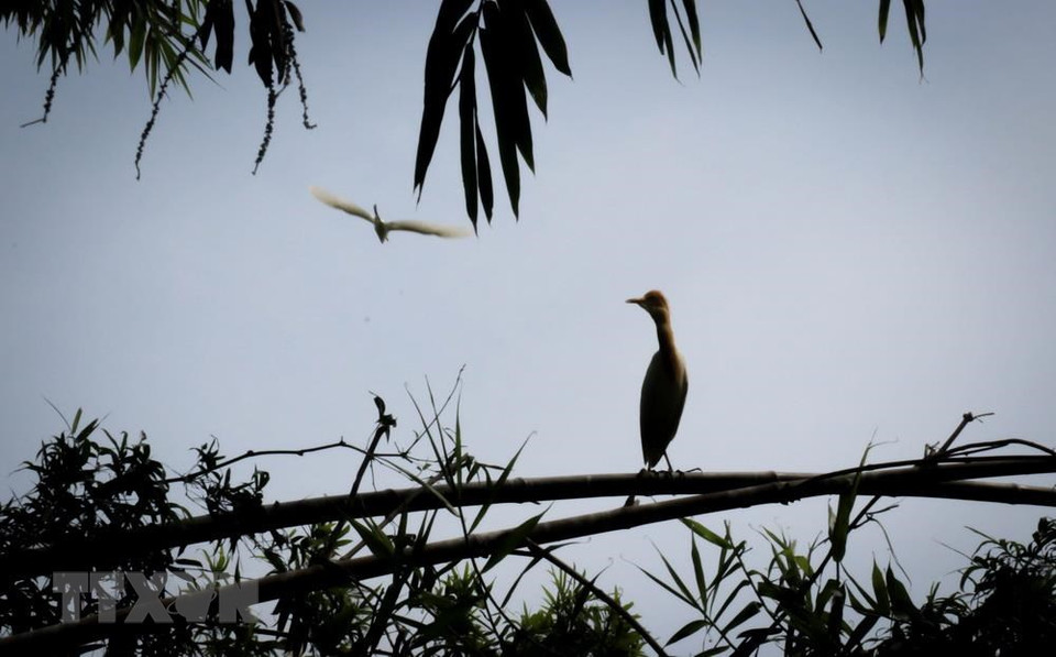 Las autoridades de Tien Giang abogan por invertir en la conservación del entorno junto con el desarrollo del turismo en el Parque de preservación Dong Thap Muoi. (Fuente: VNA)